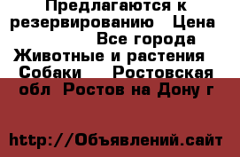 Предлагаются к резервированию › Цена ­ 16 000 - Все города Животные и растения » Собаки   . Ростовская обл.,Ростов-на-Дону г.